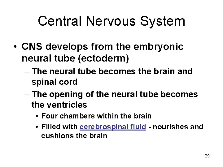 Central Nervous System • CNS develops from the embryonic neural tube (ectoderm) – The