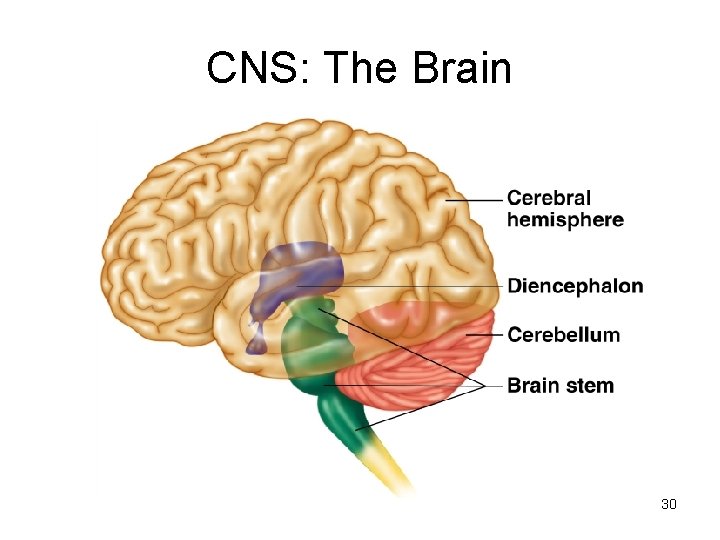 CNS: The Brain 30 