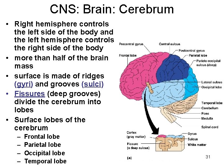 CNS: Brain: Cerebrum • Right hemisphere controls the left side of the body and