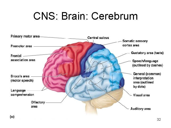 CNS: Brain: Cerebrum 32 