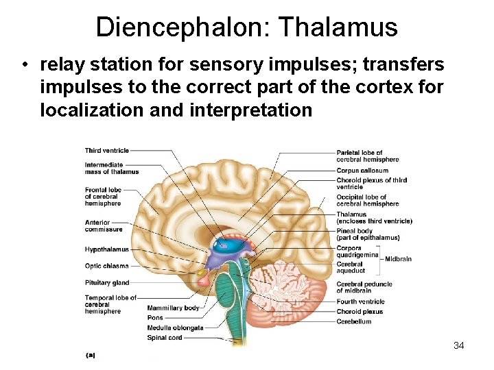 Diencephalon: Thalamus • relay station for sensory impulses; transfers impulses to the correct part