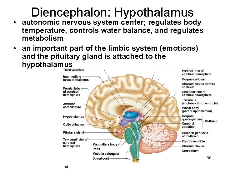 Diencephalon: Hypothalamus • autonomic nervous system center; regulates body temperature, controls water balance, and