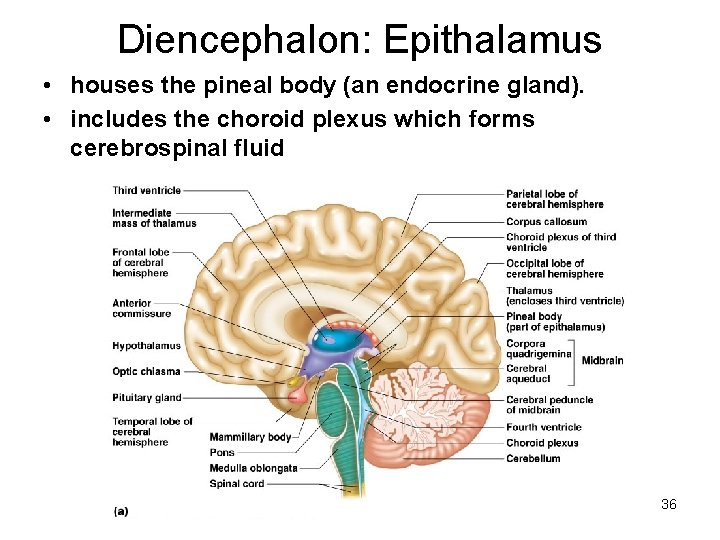 Diencephalon: Epithalamus • houses the pineal body (an endocrine gland). • includes the choroid