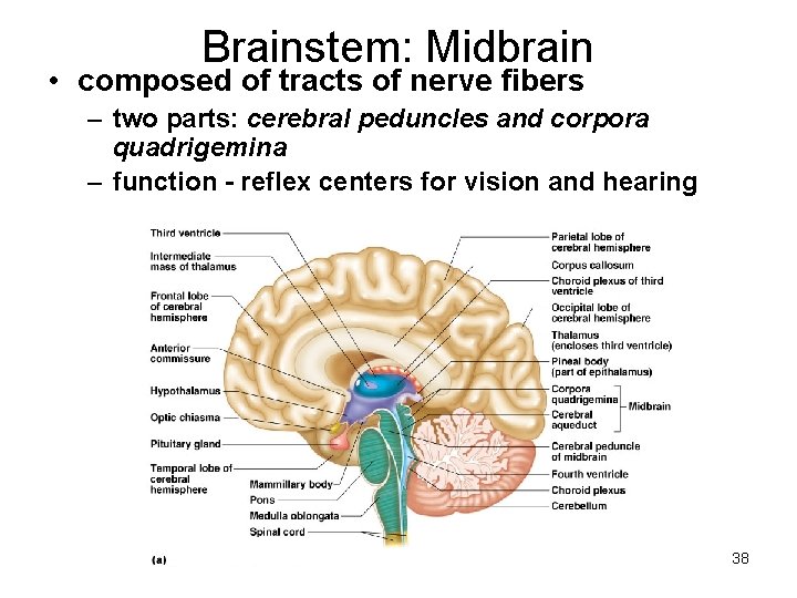 Brainstem: Midbrain • composed of tracts of nerve fibers – two parts: cerebral peduncles