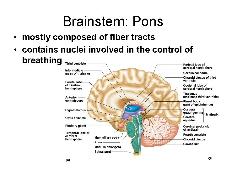 Brainstem: Pons • mostly composed of fiber tracts • contains nuclei involved in the