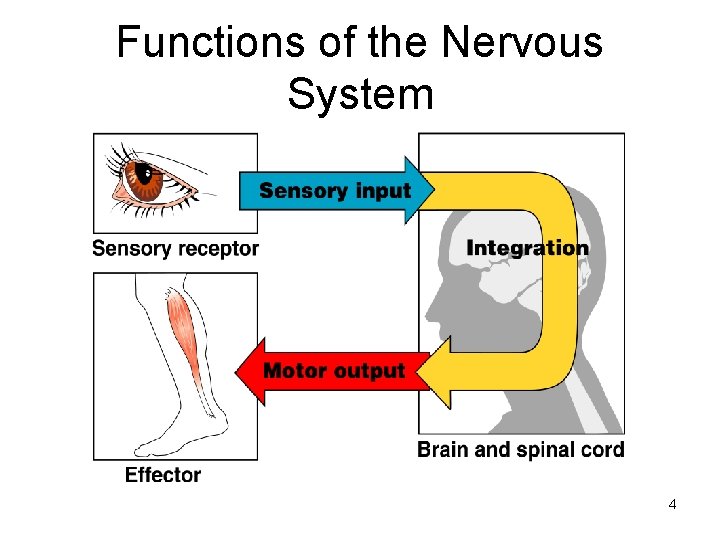 Functions of the Nervous System 4 