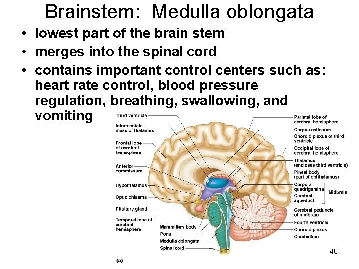 Brainstem: Medulla oblongata • lowest part of the brain stem • merges into the