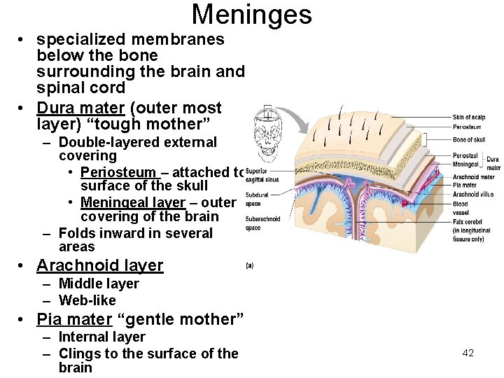 Meninges • specialized membranes below the bone surrounding the brain and spinal cord •