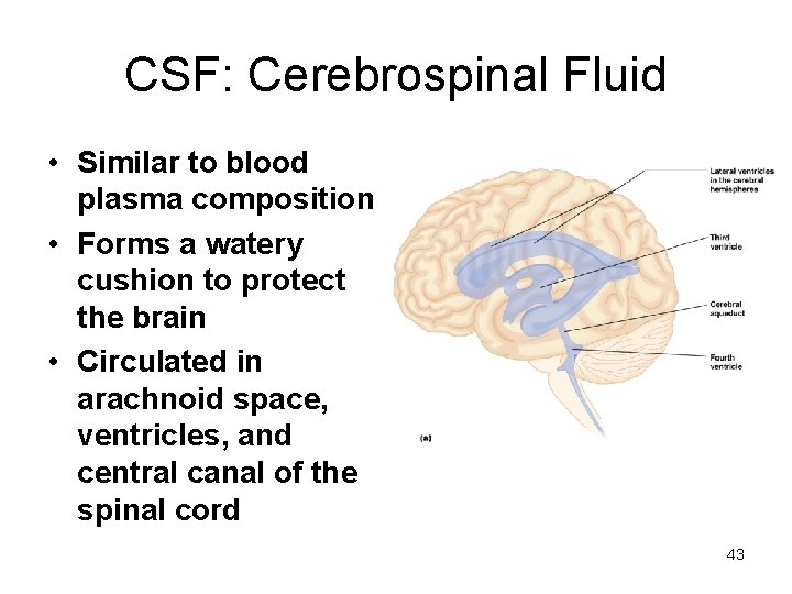 CSF: Cerebrospinal Fluid • Similar to blood plasma composition • Forms a watery cushion