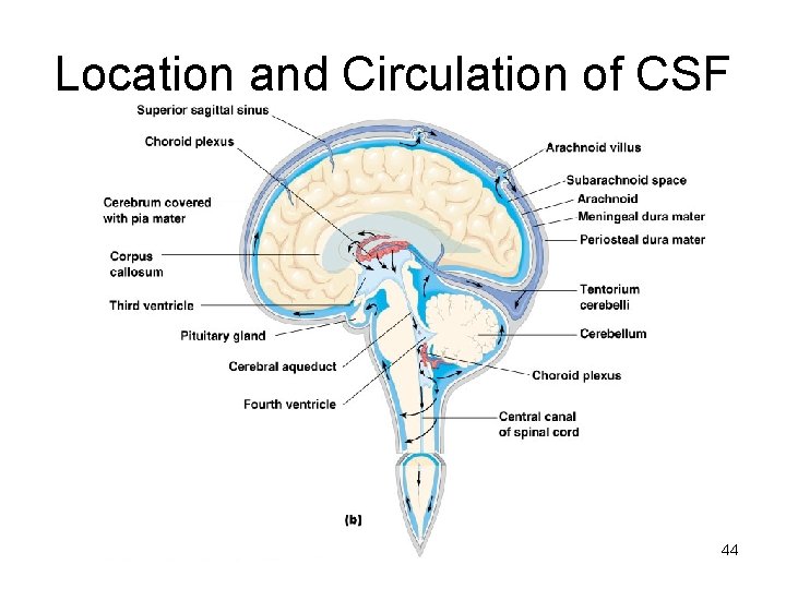 Location and Circulation of CSF 44 