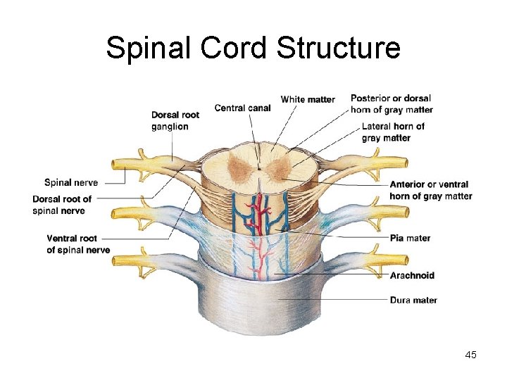 Spinal Cord Structure 45 