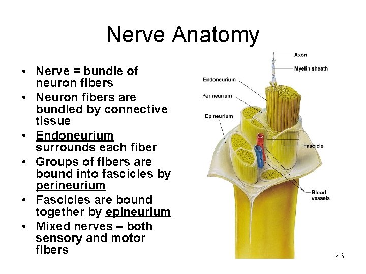 Nerve Anatomy • Nerve = bundle of neuron fibers • Neuron fibers are bundled