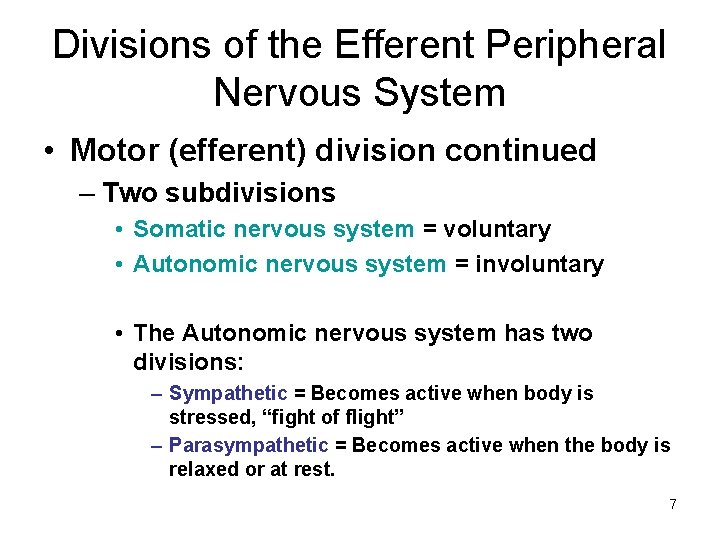 Divisions of the Efferent Peripheral Nervous System • Motor (efferent) division continued – Two