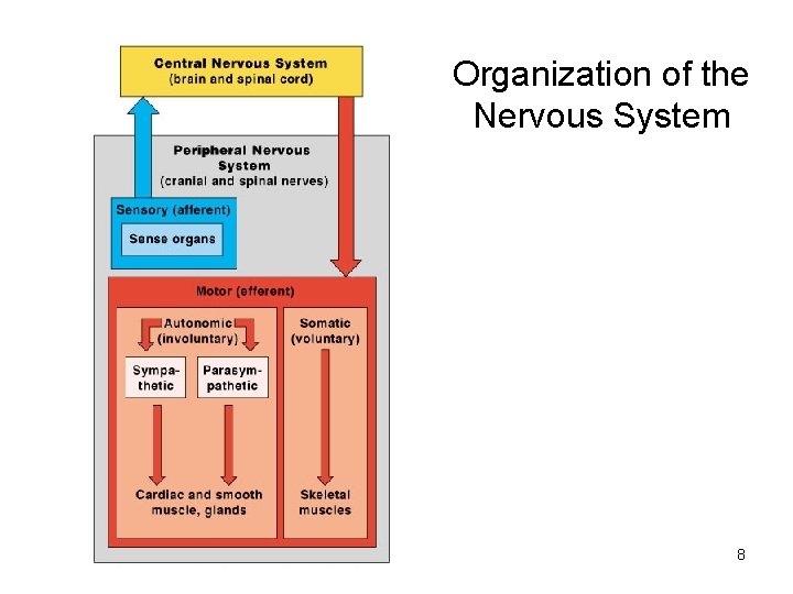 Organization of the Nervous System 8 