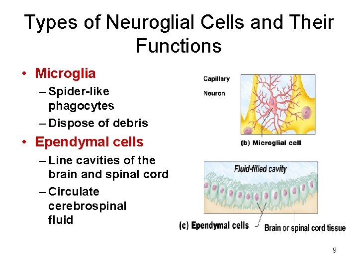 Types of Neuroglial Cells and Their Functions • Microglia – Spider-like phagocytes – Dispose