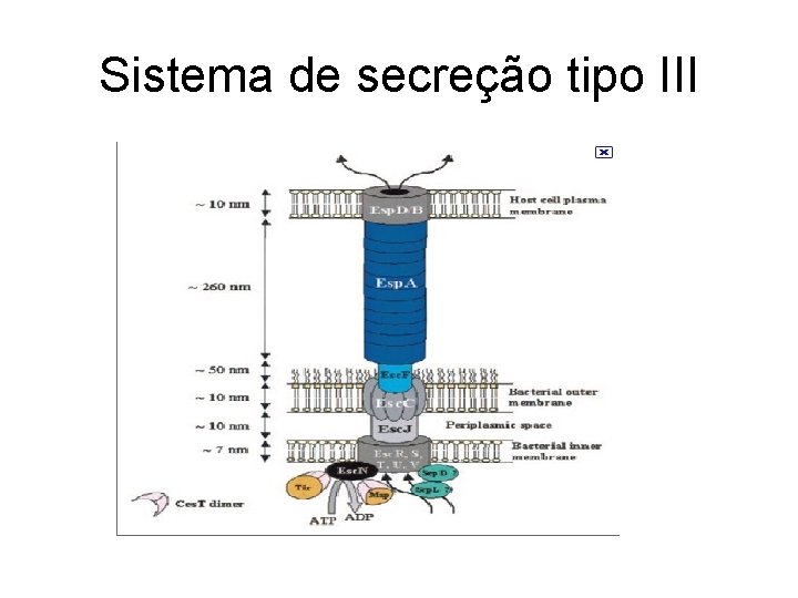 Sistema de secreção tipo III 