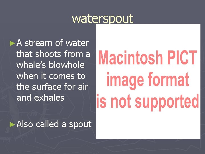 waterspout ►A stream of water that shoots from a whale’s blowhole when it comes