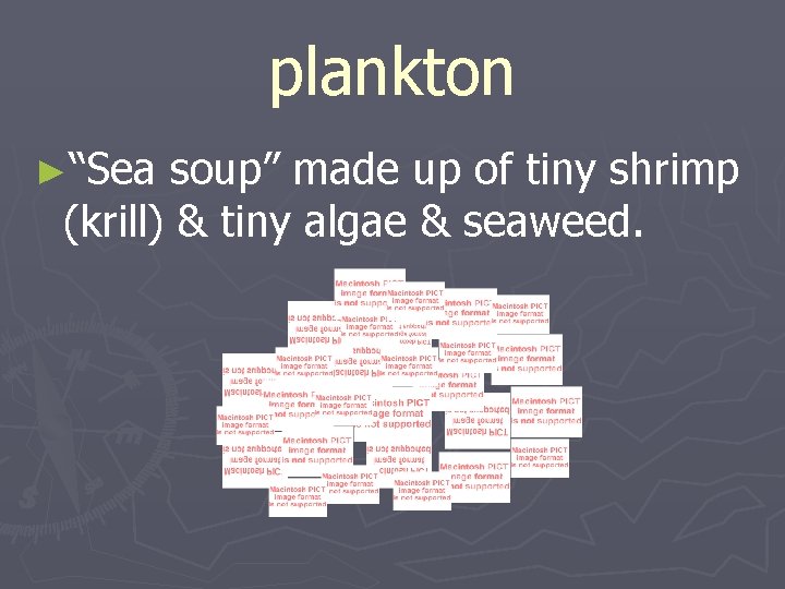 plankton ►“Sea soup” made up of tiny shrimp (krill) & tiny algae & seaweed.