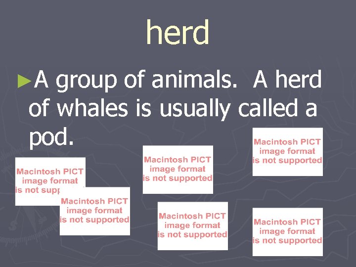 herd ►A group of animals. A herd of whales is usually called a pod.