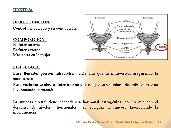 URETRA: DOBLE FUNCIÓN: Control del vaciado y su conducción. COMPOSICIÓN: Esfínter interno Esfínter externo