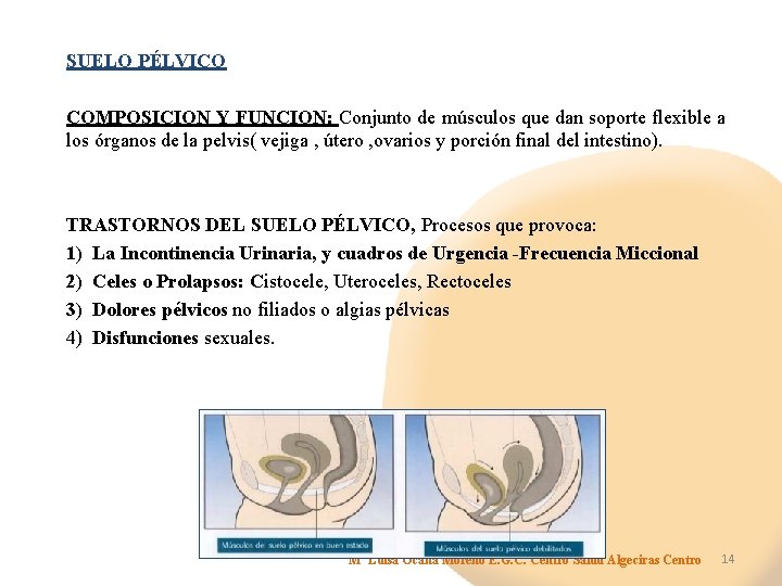 SUELO PÉLVICO COMPOSICION Y FUNCION: Conjunto de músculos que dan soporte flexible a los