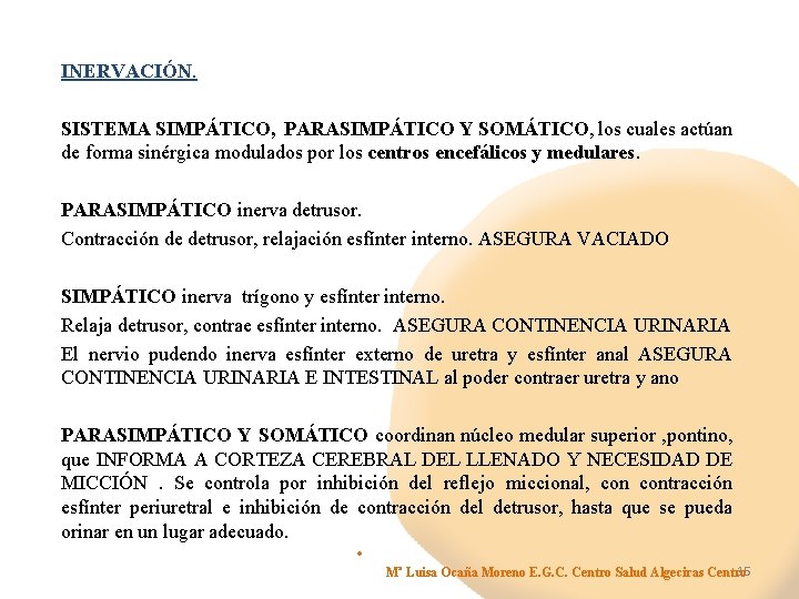 INERVACIÓN. SISTEMA SIMPÁTICO, PARASIMPÁTICO Y SOMÁTICO, los cuales actúan de forma sinérgica modulados por