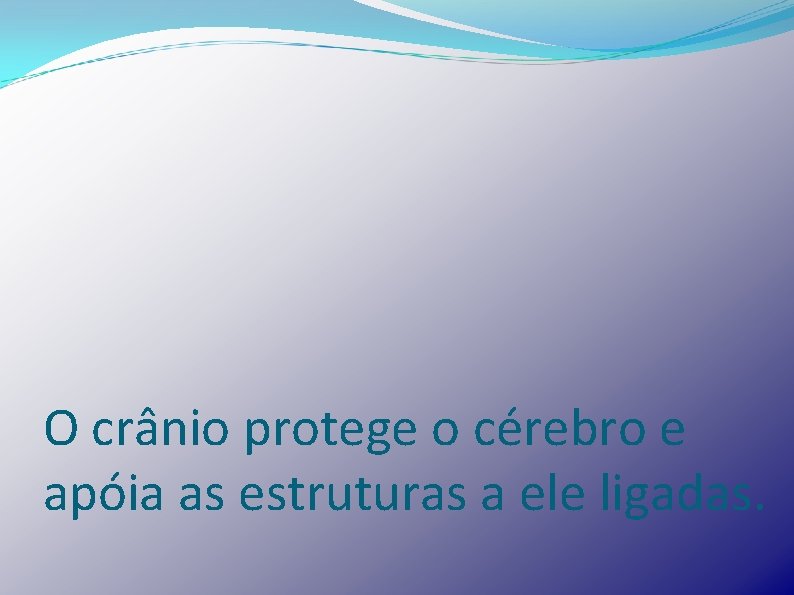 O crânio protege o cérebro e apóia as estruturas a ele ligadas. 