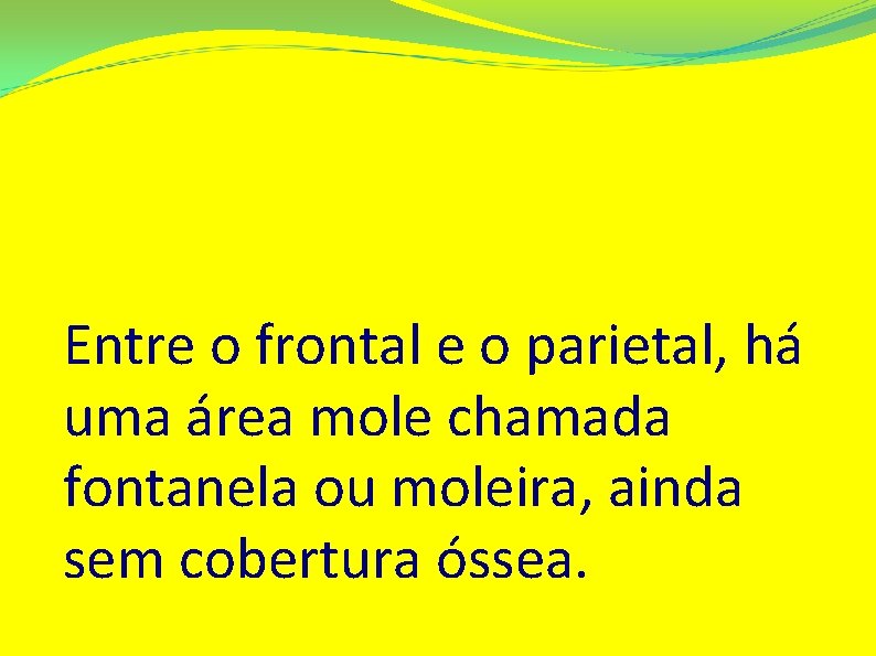 Entre o frontal e o parietal, há uma área mole chamada fontanela ou moleira,