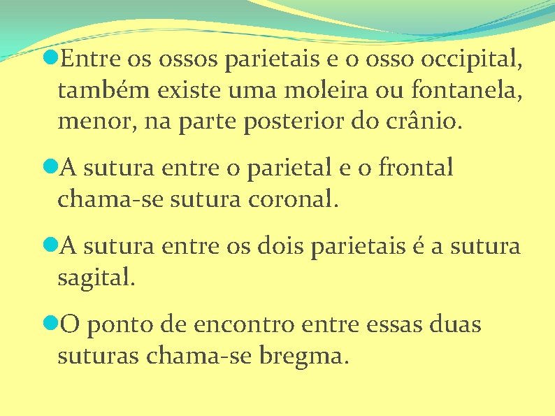  Entre os ossos parietais e o osso occipital, também existe uma moleira ou