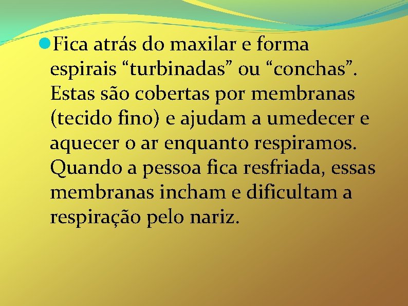  Fica atrás do maxilar e forma espirais “turbinadas” ou “conchas”. Estas são cobertas