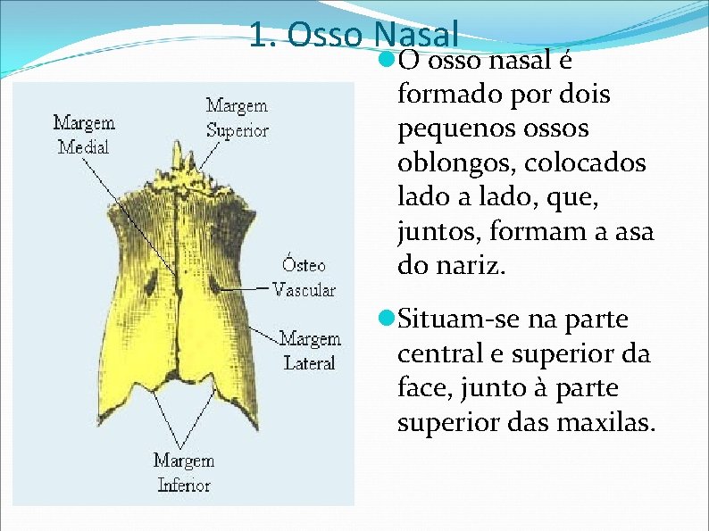1. Osso Nasal O osso nasal é formado por dois pequenos ossos oblongos, colocados