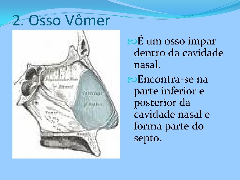 2. Osso Vômer É um osso ímpar dentro da cavidade nasal. Encontra-se na parte