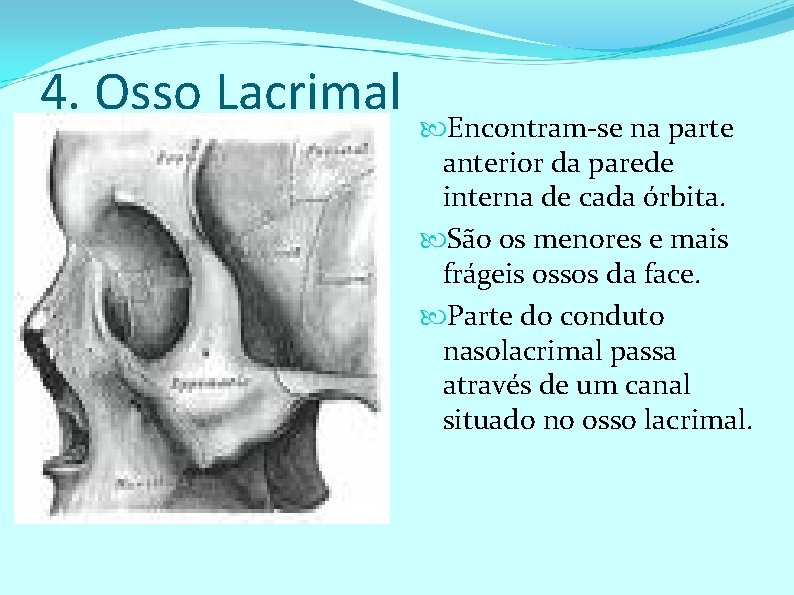 4. Osso Lacrimal Encontram-se na parte anterior da parede interna de cada órbita. São