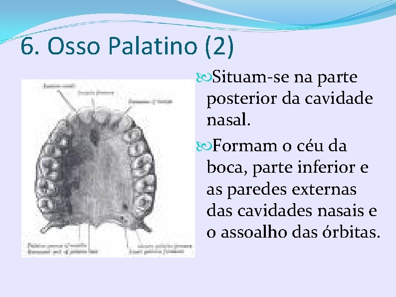 6. Osso Palatino (2) Situam-se na parte posterior da cavidade nasal. Formam o céu