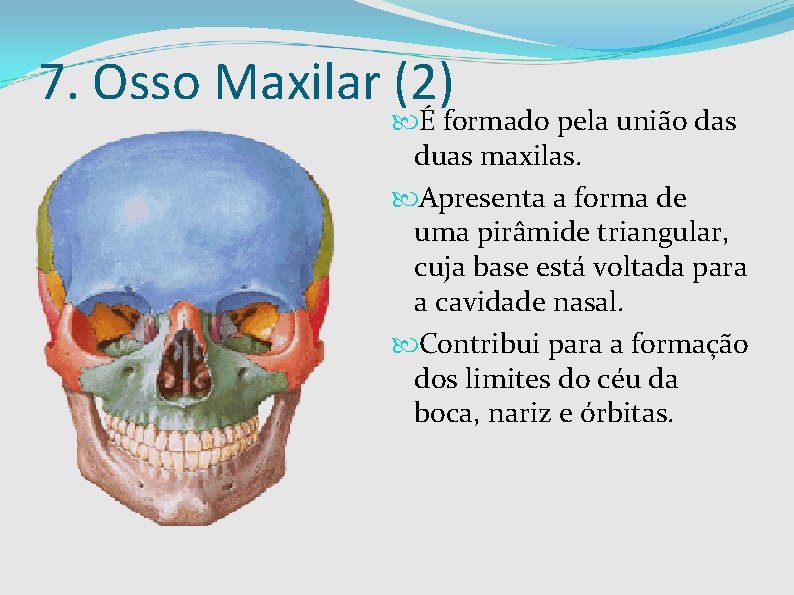 7. Osso Maxilar (2) É formado pela união das duas maxilas. Apresenta a forma