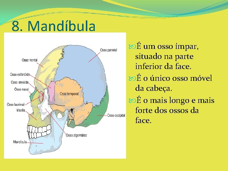 8. Mandíbula É um osso ímpar, situado na parte inferior da face. É o