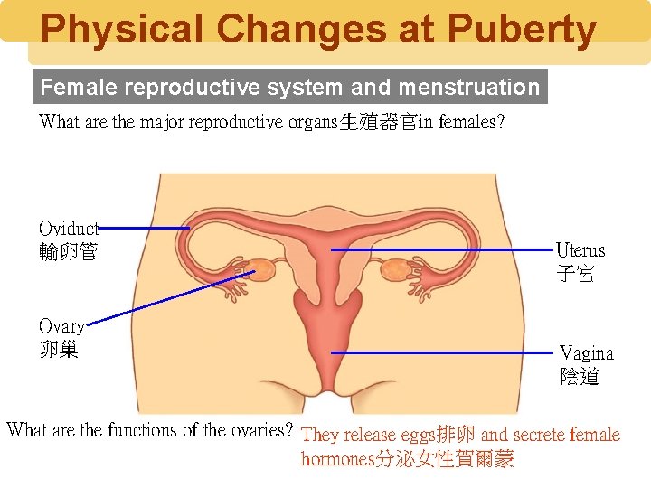 Physical Changes at Puberty Female reproductive system and menstruation What are the major reproductive