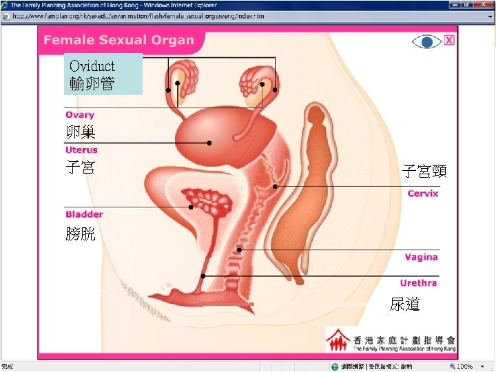 Physical Changes at Puberty Oviduct 輸卵管 卵巢 子宮 子宮頸 膀胱 尿道 