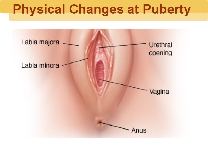 Physical Changes at Puberty 