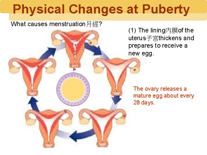 Physical Changes at Puberty What causes menstruation月經? (1) The lining內膜of the uterus子宮thickens and prepares