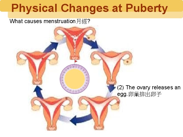 Physical Changes at Puberty What causes menstruation月經? (2) The ovary releases an egg. 卵巢排出卵子