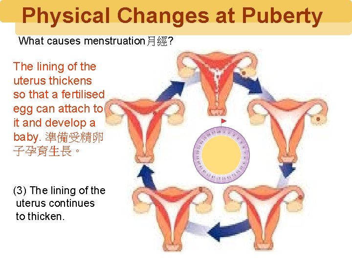 Physical Changes at Puberty What causes menstruation月經? The lining of the uterus thickens so