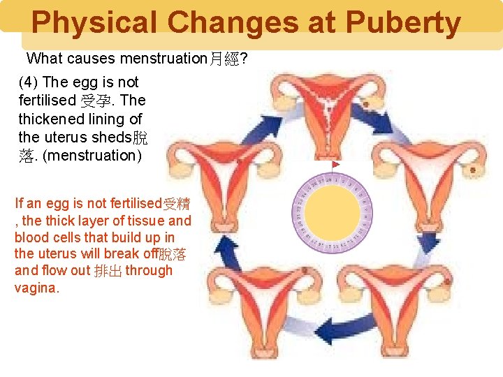 Physical Changes at Puberty What causes menstruation月經? (4) The egg is not fertilised 受孕.