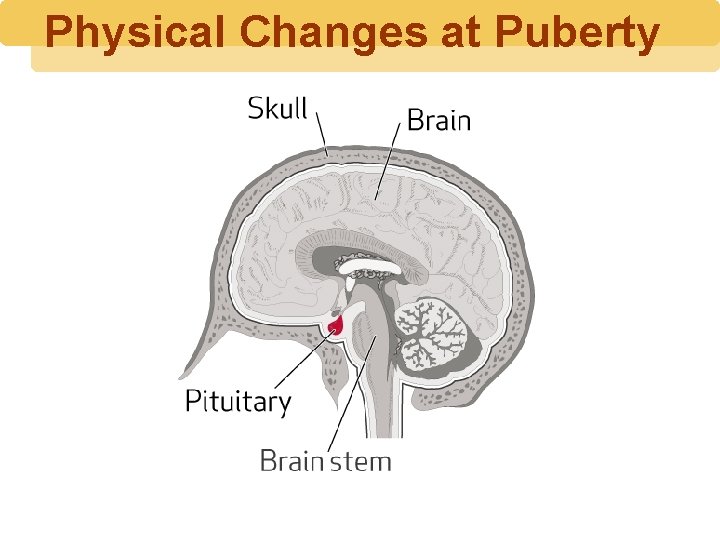 Physical Changes at Puberty 