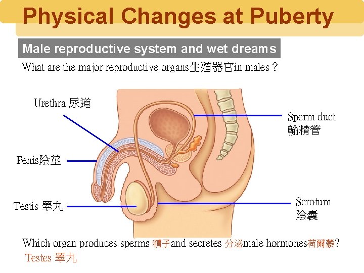 Physical Changes at Puberty Male reproductive system and wet dreams What are the major