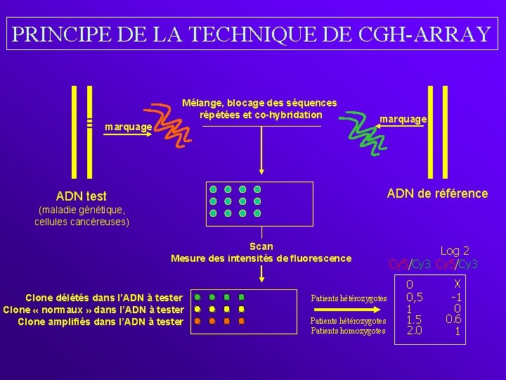 PRINCIPE DE LA TECHNIQUE DE CGH-ARRAY Mélange, blocage des séquences répétées et co-hybridation marquage