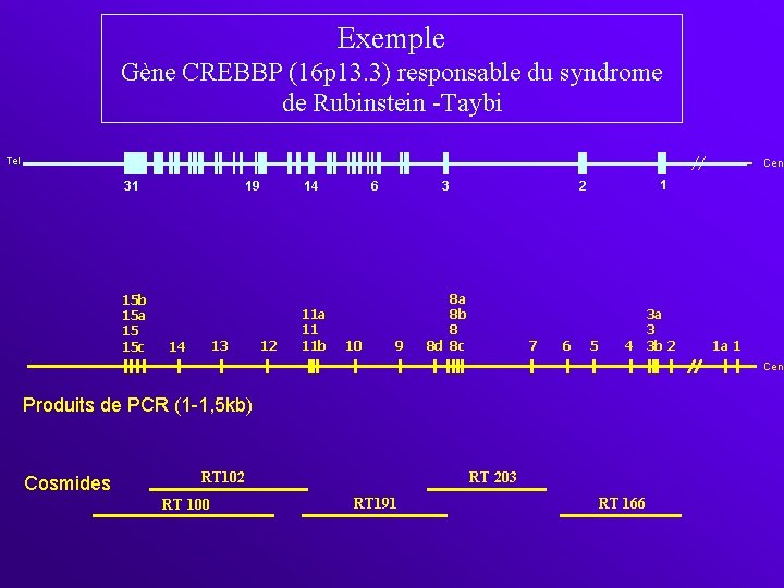 Exemple Gène CREBBP (16 p 13. 3) responsable du syndrome de Rubinstein -Taybi Tel