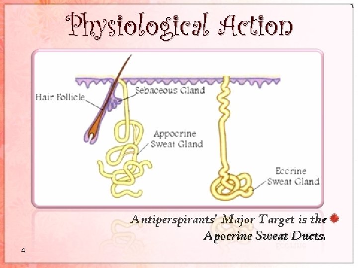 Antiperspirants and Deodorants Odor Sebaceous glands Sweat glands