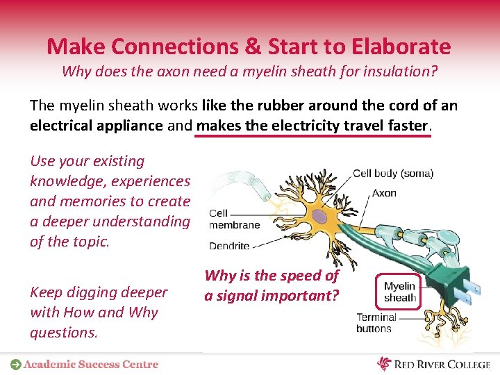 Make Connections & Start to Elaborate Why does the axon need a myelin sheath