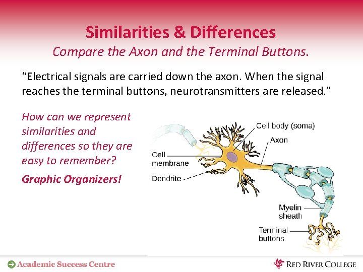Similarities & Differences Compare the Axon and the Terminal Buttons. “Electrical signals are carried